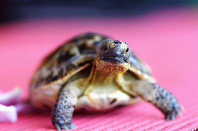 turtle pet