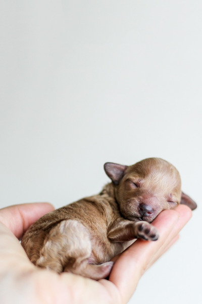 tiny dog puppy toy