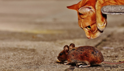 mouse small pet