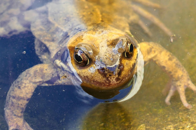 frog small pet