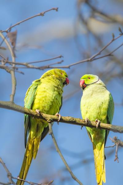parakeet small bird