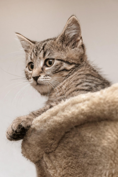 kitten small cat